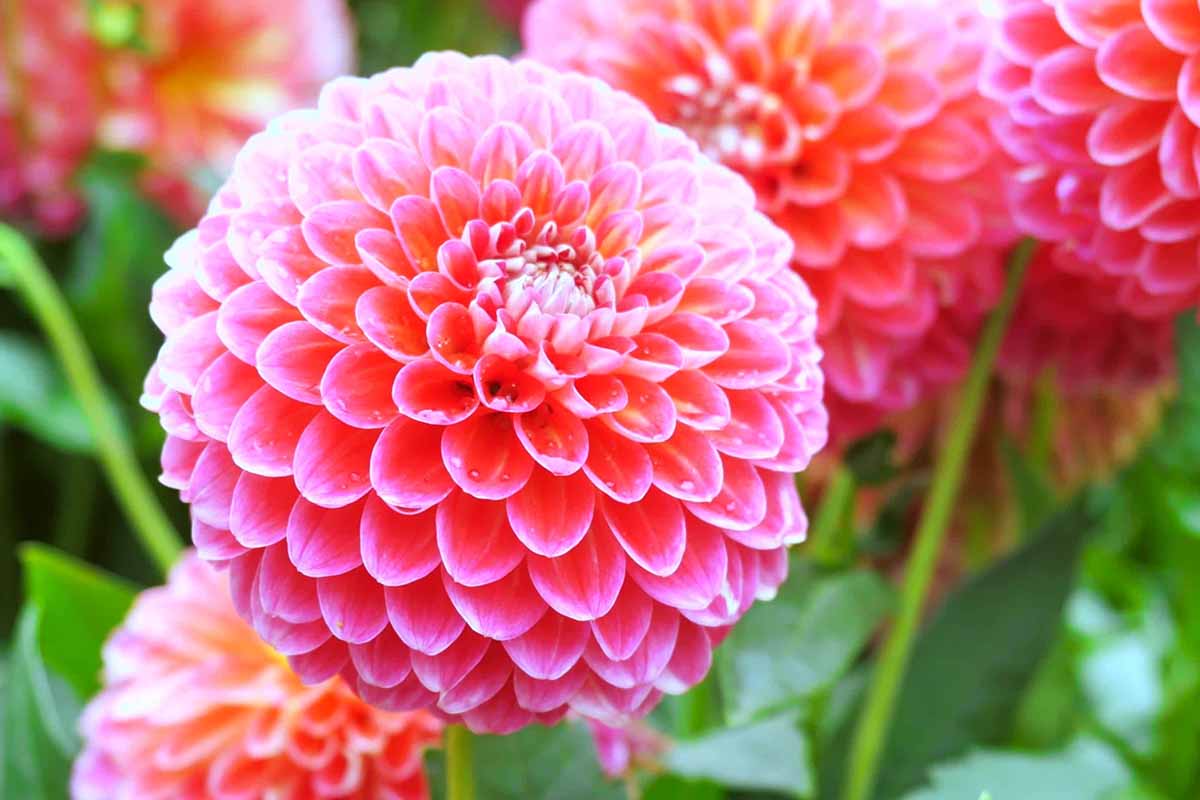 关闭水平图像粉红色大丽花生长在花园里的植物软焦点的背景。