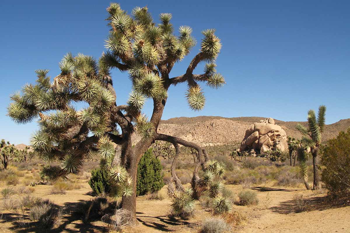 水平的形象大约书亚树生长在沙漠中见蓝天背景。