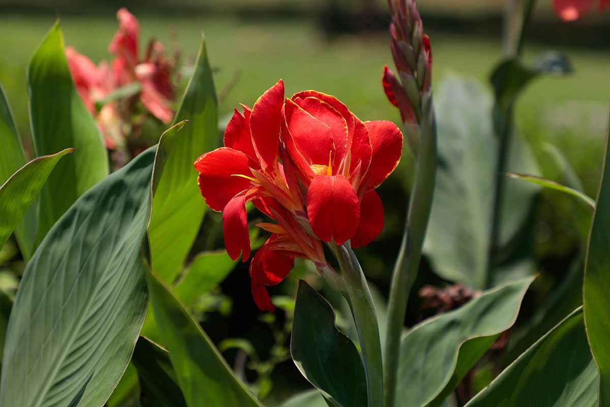 关闭水平图像的亮红色美人蕉莉莉花生长在花园里见光阳光照在软焦点的背景。