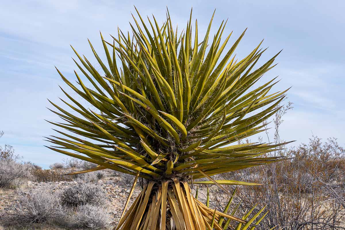 水平的形象Yucca schidigera沙漠野外生长的位置。