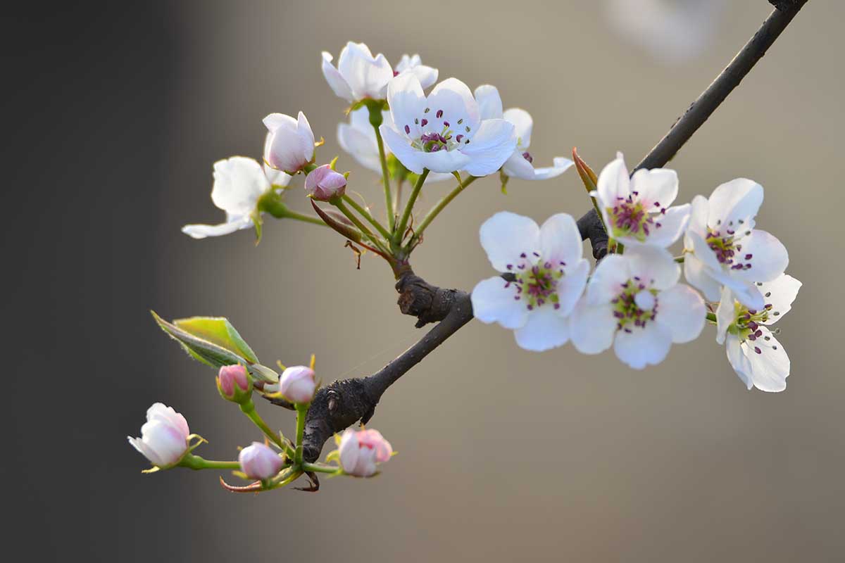 关闭水平在春天开花的形象在背景光阳光照在软焦点图。