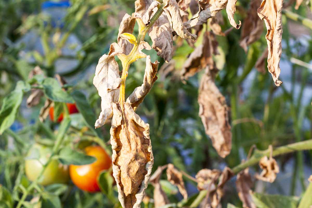 死亡的近距离水平图像树叶的番茄感染菌核rolfsii又名南枯萎。