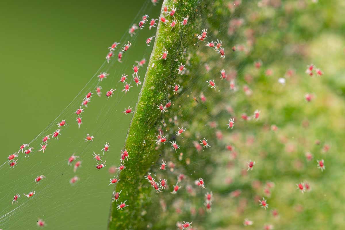 红蜘蛛螨的近距离水平图像旋转他们的网络一片叶子的植物。