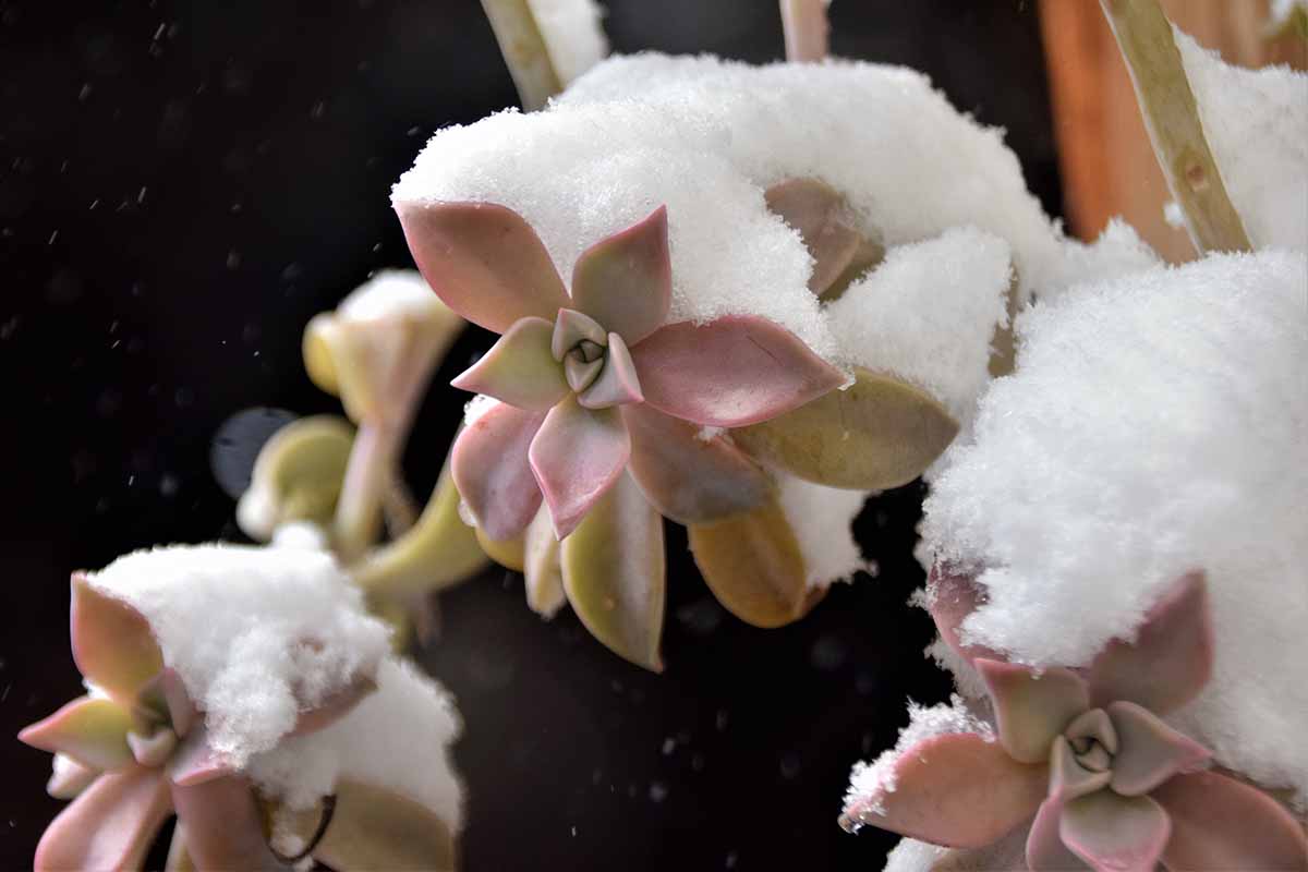 密切的横向图像肉质植物覆盖着一层雪。