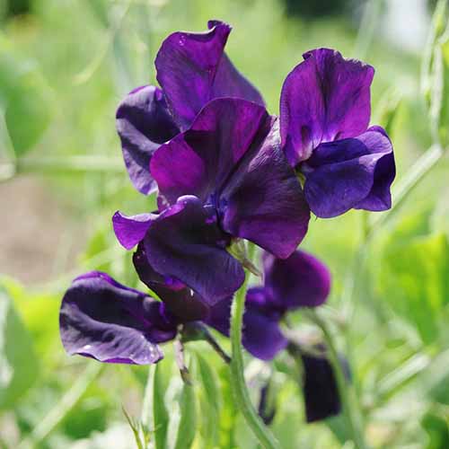 密切的紫香豌豆花软焦点的背景图。
