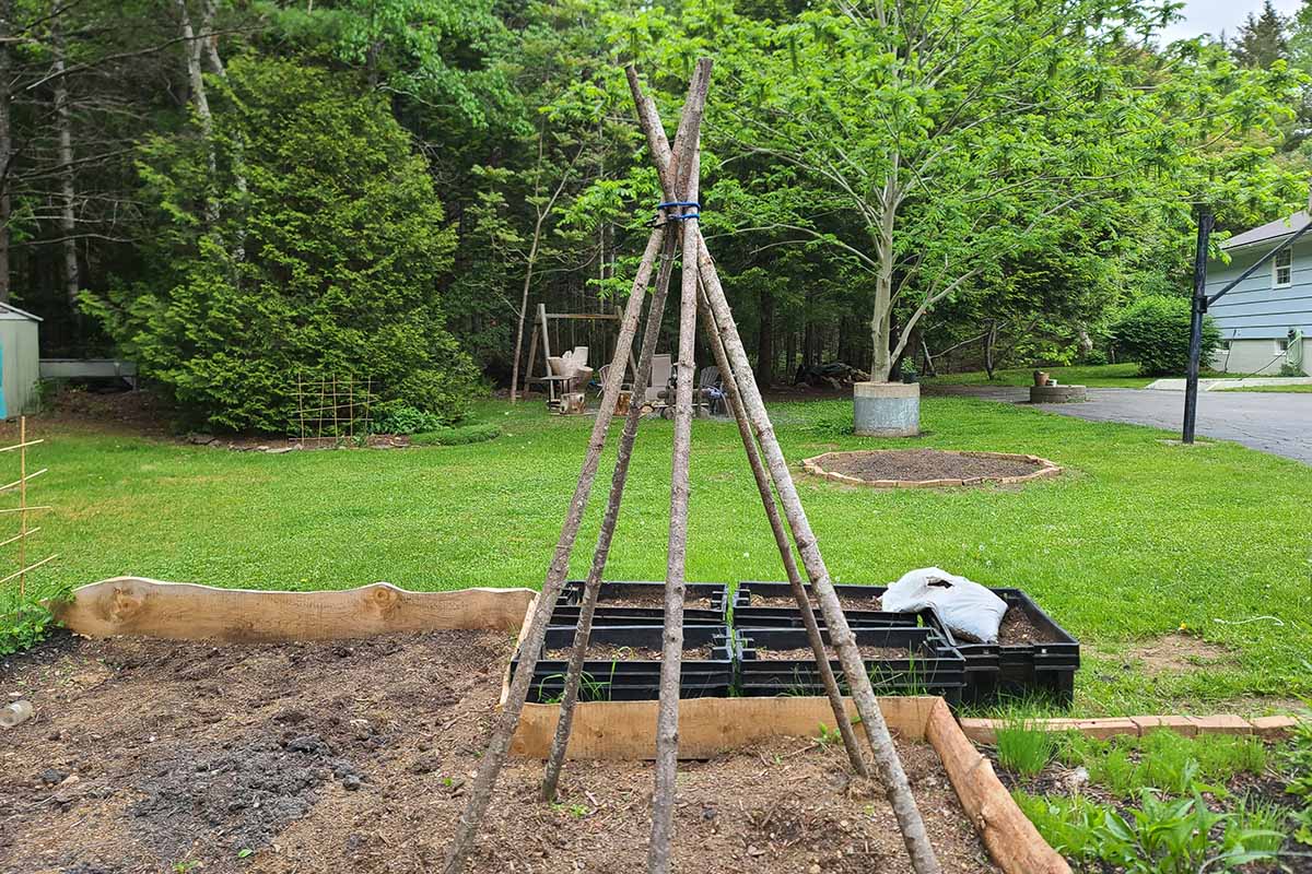 水平的形象棍子绑在一个圆锥形帐篷的形状作为支持垂直生长在一个床上的花园。