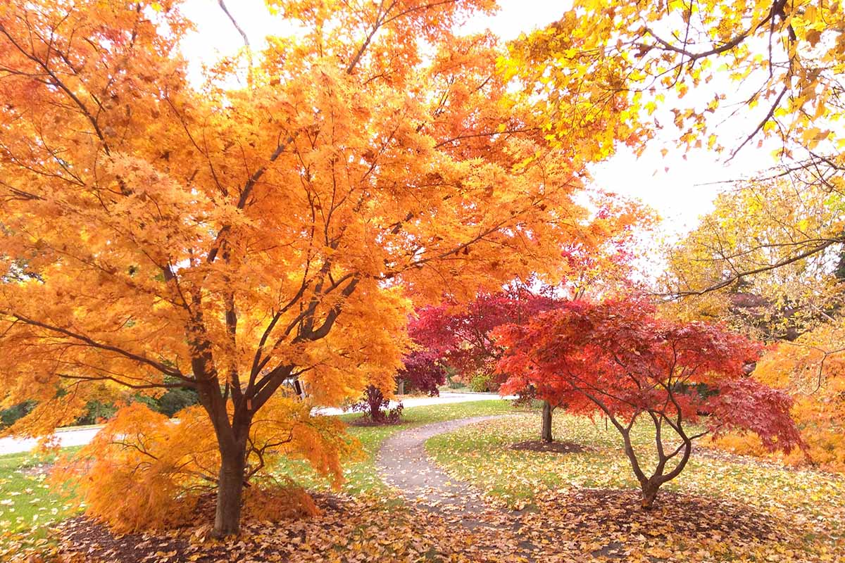 水平的下降与树木景观体育黄色和红色的秋叶。