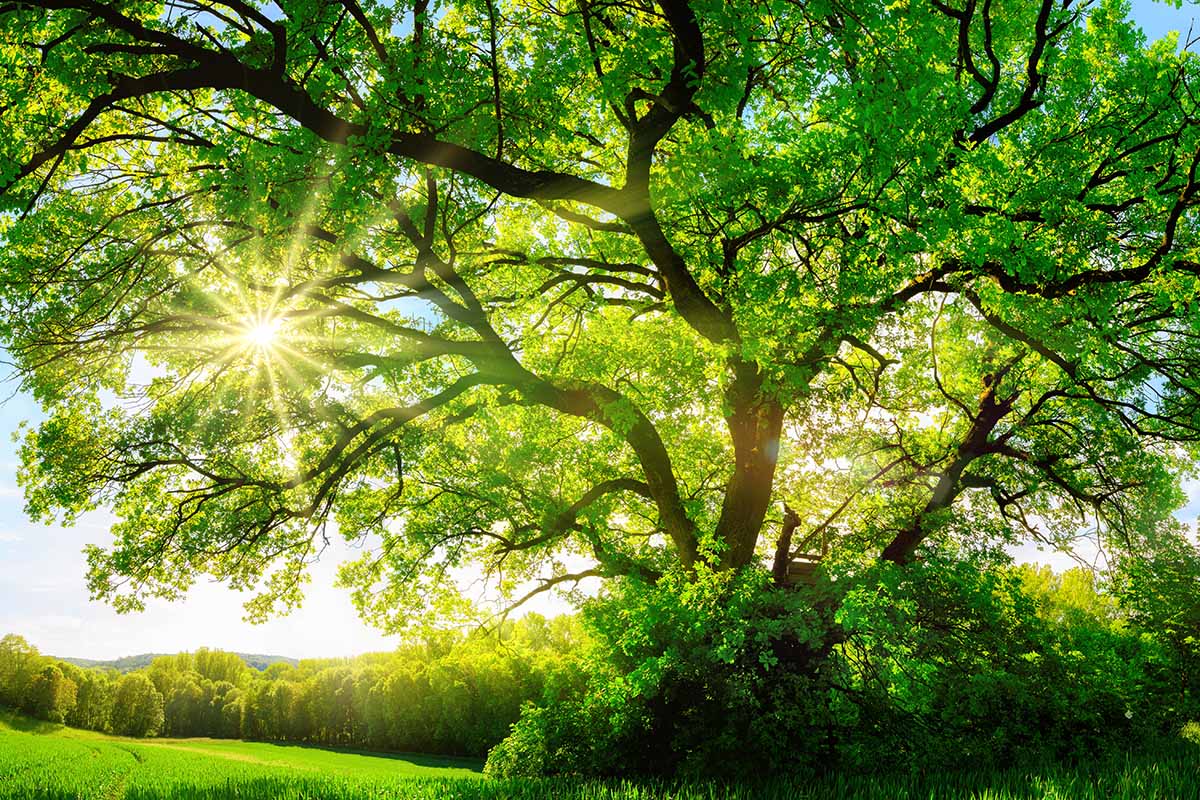 阳光透过树枝的水平图像大橡树生长的景观。