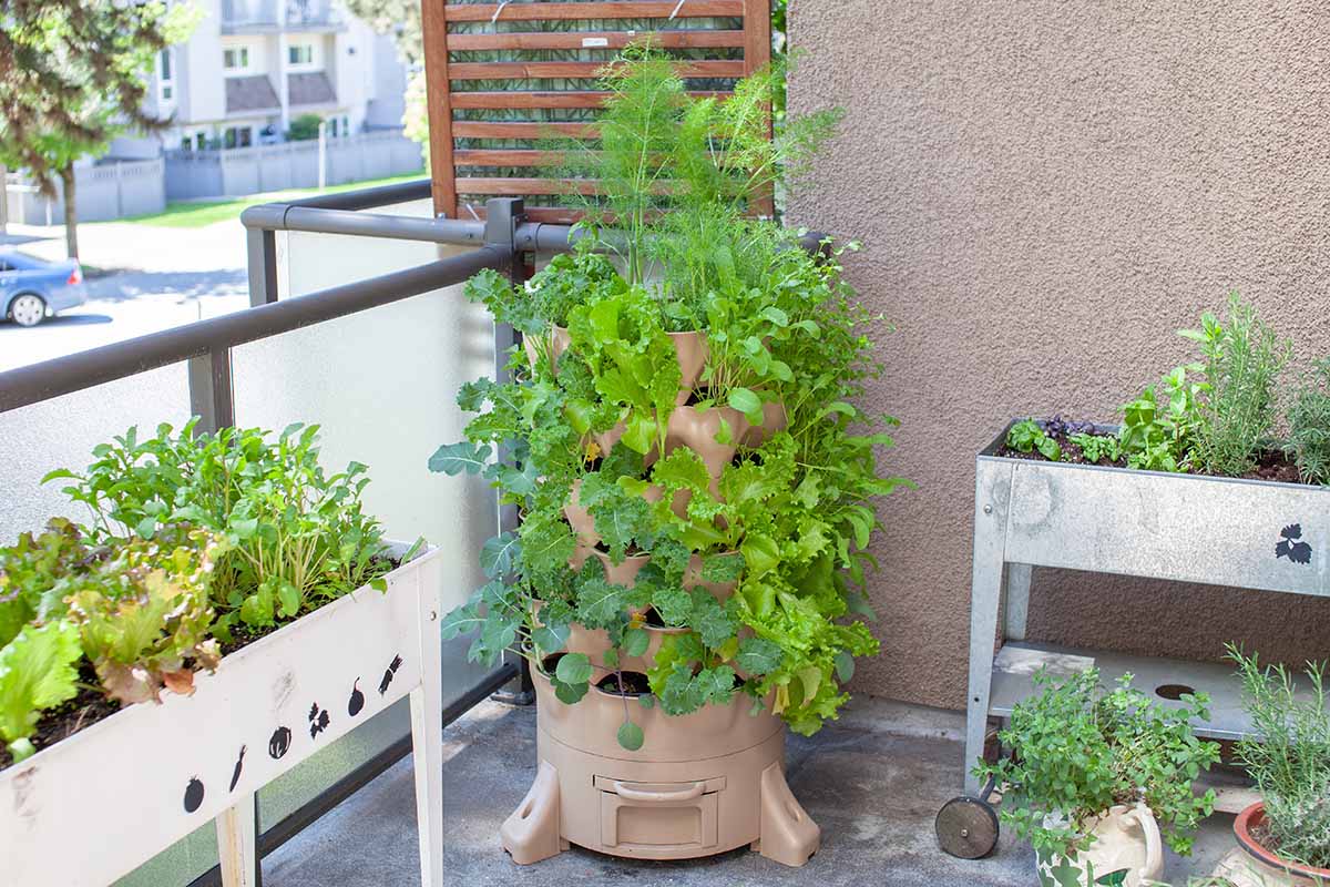 水平的垂直花园公寓阳台上种植各种绿叶蔬菜和香草。