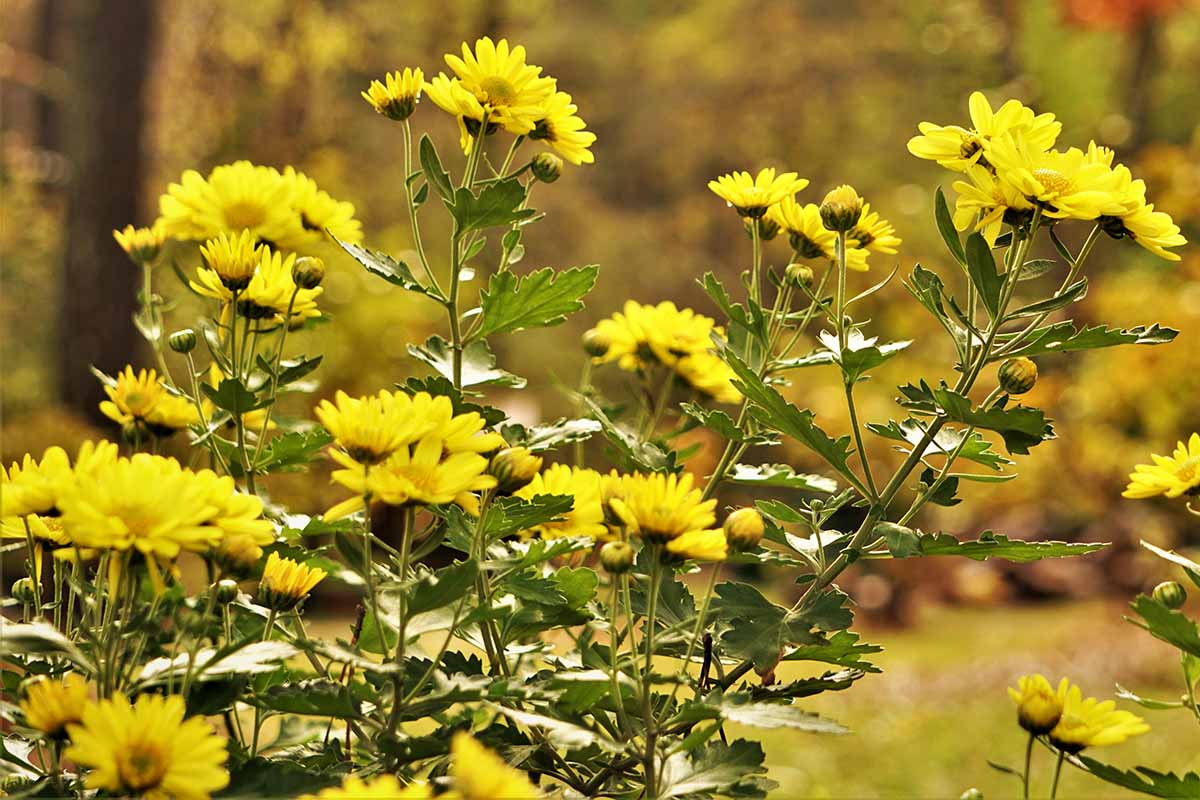 密切的横向图像亮黄色菊花种植在秋季景观软焦点的背景图。