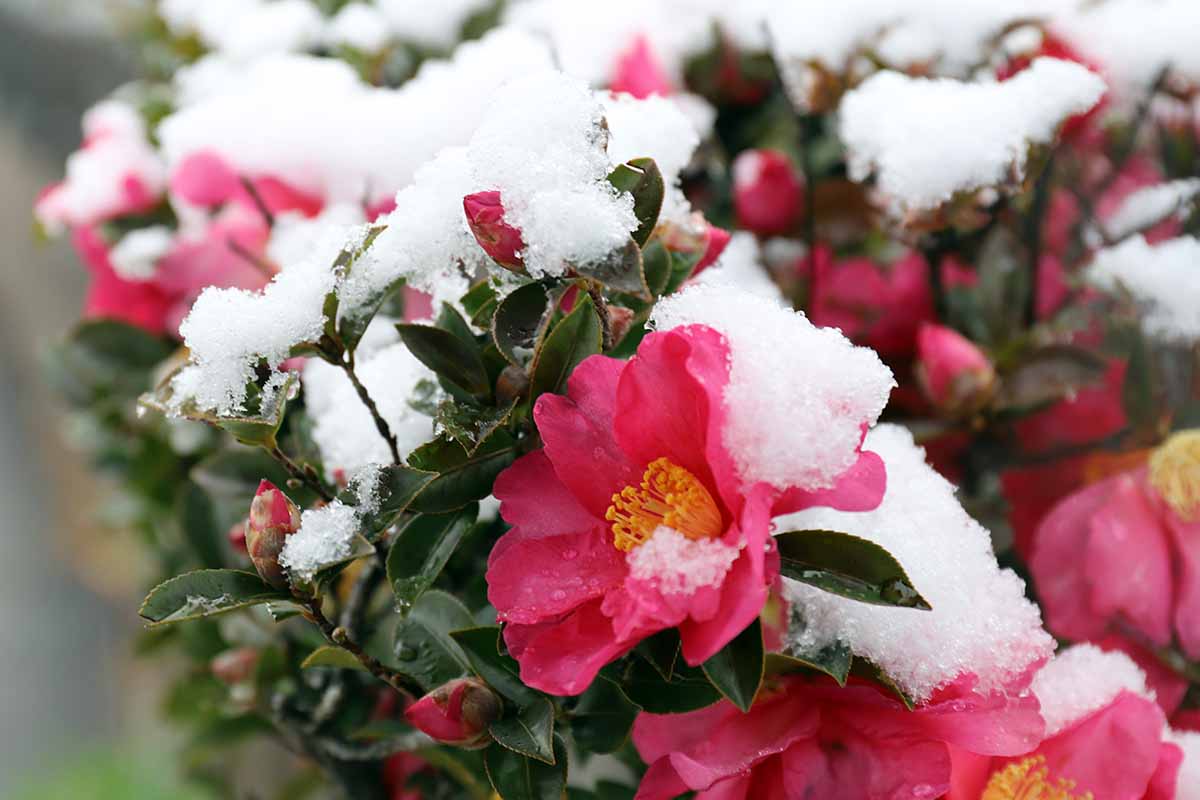 粉红色山茶花花的特写水平图像覆盖着一层积雪。