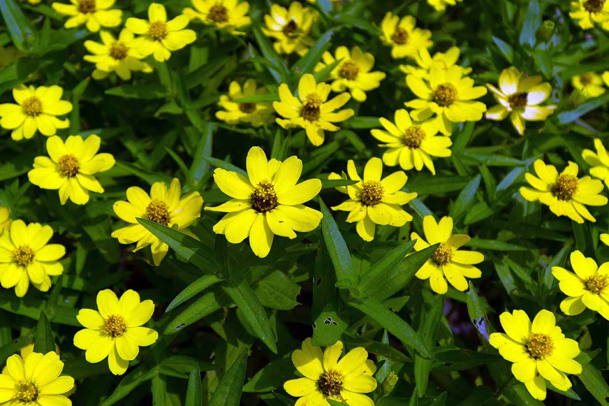黄色的横向图像Zinnia线虫花种植在花园里。