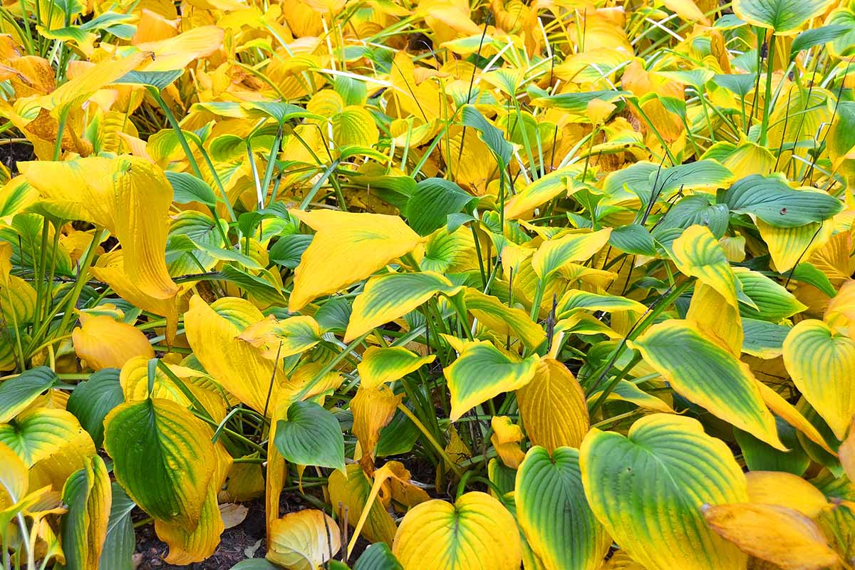关闭水平图像泛黄的树叶的玉簪属草本植物植物在花园里。BOB体育APP苹果下载