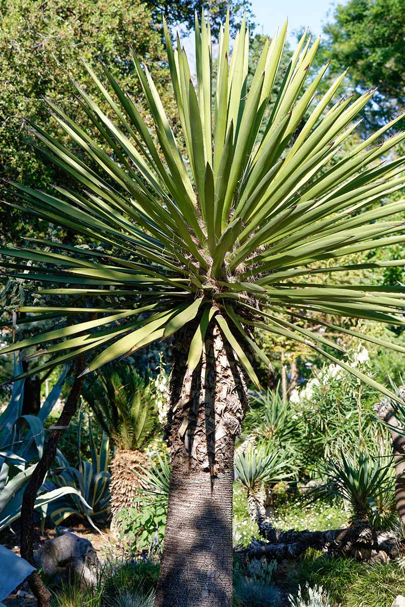 一个垂直的形象大丝兰carnerosana种植在花园里见在明亮的阳光下。