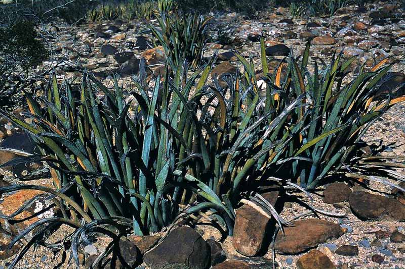 水平的丛丝兰endichiana野生在沙质土壤岩石中生长。